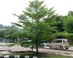 Selamat kembali bekerja selepas long weekend yang terakhir bulan september ni. Idea Pokok Teduhan Sesuai Untuk Halaman Rumah Anda Encikshino Com
