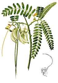 Image result for Sesbania