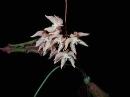 Image result for Polystachya undulata