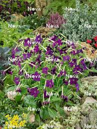 Image result for Nicotiana x sanderae `Perfume`F1
