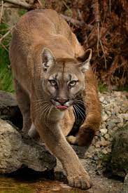 Prowling Puma Wild Animals Pictures Animals Wild Mountain Lion