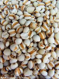 薏仁 排水肿 淡化黑斑美白皮肤 富含核酸健脑 studying food food vegetables