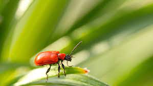 Wenn im frühling kleine rote käfer in scharen im garten auffallen gerade auch an stellen an denen es sehr sonnig ist dann handelt es sich hierbei meist um feuerwanzen. Rote Kafer Im Garten Die 6 Haufigsten Arten In Deutschland