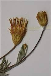 Image result for Leysera