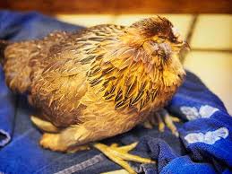 When the food is ready, it can serve as an outdoor kitchen island where family and friends can gather. The Spa Treatment For Sick Chickens Garden Betty