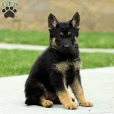 Puppy finder service, dog finder service, champion bloodline puppies for sale. German Shepherd Puppies For Sale Gsd Puppies Greenfield Puppies German Shepherd Puppies Puppies Gsd Puppies