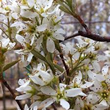Image result for Amelanchier laevis