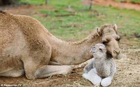 Camels are a mammal of the camelidae family. Pin On Travel Australia