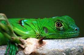 Iguana For Sale Baby Iguanas For Sale Near Me Blue Iguana Breeder Rhino Green Iguana Iguana For Sale Iguana