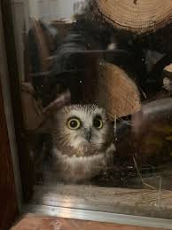 This Baby Owl Aww What is that smiling alien/bug thing?