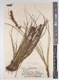 Image result for Maerua descampsii