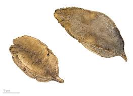 Image result for Combretum engleri