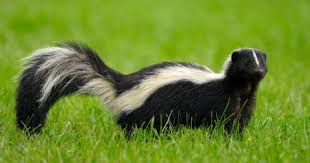 How To Get Rid Of Skunk Smell On Dog
