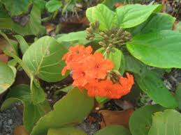 Image result for Cordia torrei