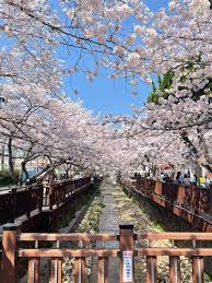 釜山｜最新人氣景點巡禮韓國最大規模的鎮海櫻花祭- JAZKO