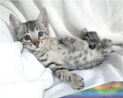 However, breeders have brought new colors to the bengal cat breed including; Cats And Kittens Bengal Kitten Silver Bengal Cat Kitten Silver Bengal Cat Aesthetic Bengal Cat Mix Bengal Bengal Kitten Bengal Cat For Sale Bengal Cat
