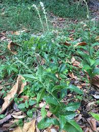 Image result for Petiveria alliacea