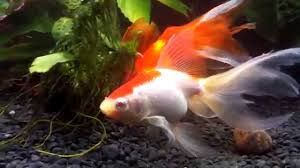 Fantail Goldfish The Ultimate Care Guide Lifespan Size