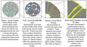 Plant cell walls are primarily composed of phospholipids. Location And Interactions Of Starches In Planta Effects On Food And Nutritional Functionality Sciencedirect