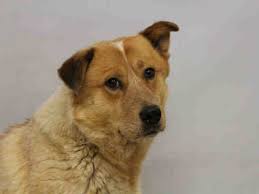 Maybe you would like to learn more about one of these? Adopt A Pet In Colorado Springs Humane Society Of The Pikes Peak Region Cat Shelter Cat Adoption Humane Society