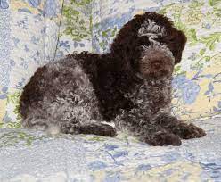 The Pacific Rim Of Canada Has Canada S 1st Breeder Of The Ancient Rare Lagotto Romagnolo It Lagotto Romagnolo Lagotto Romagnolo Puppy Hypoallergenic Dog Breed