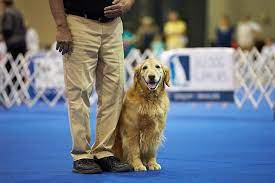 See more of windham nh akc golden retrievers puppies on facebook. Golden Retriever Dog Breed Information