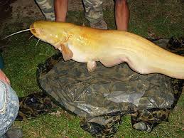 Giving to the area of greatest need. Wels Catfish Wikiwand