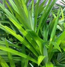 Manfaat daun pandan tidak hanya berguna sebagai pewangi masakan, namun juga berkhasiat dalam meningkatkan kualitas kesehatan tubuh anda. 15 Manfaat Daun Pandan Bagi Kehidupan Manusia