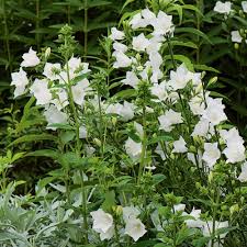 Image result for Pupalia grandiflora