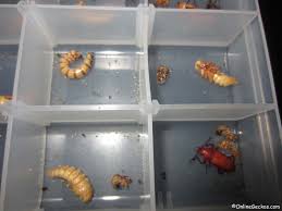 Leopard Gecko Feeding Feeder Insects Nutritional Value