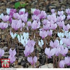 Cyclamen Hederifolium Thompson Morgan Cyclamen plant care is surprisingly easy!
