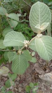 Image result for Sabicea