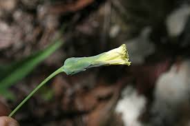 Image result for Lactuca imbricata