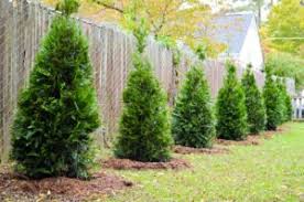 We did not find results for: Best 3 Plants For Privacy Fences Green Side Up Garden Gifts
