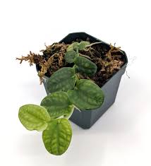 Image result for Strychnos lucens