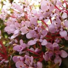 Image result for Abutilon englerianum