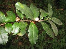 Image result for Maytenus undata