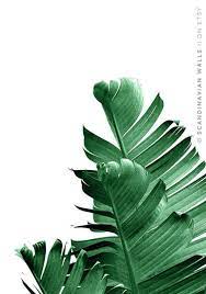 Why is it important for children to start gardening? This Item Is Unavailable Etsy Banana Leaf Art Leaf Art Palm Leaf Art