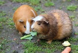 I'd prefer something that lives for a long time. 10 Small Low Maintenance Pets That Are Easy To Take Care Of Pethelpful By Fellow Animal Lovers And Experts