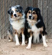 Maybe you would like to learn more about one of these? Mott Ranch Australian Shepherd Puppy Litters Puppy Litter Aussie Dogs Australian Shepherd