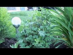 Spring or summer is the best time to take cuttings for mum propagation. Spring Pruning Of Fall Mum S Youtube