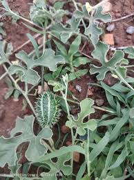 Image result for Cucumis prophetarum