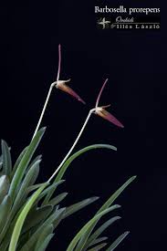 Image result for Bulbophyllum prorepens