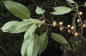 Image result for Ficus virens