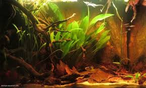 Blackwater Amazon River Biotope