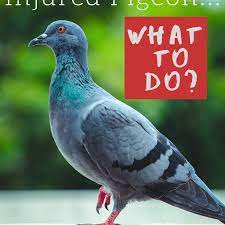 Found A Sick Or Injured Pigeon Here S What To Do And Not To Do Pethelpful