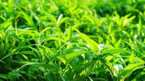 Rau nhiễm chì và kim loại năng, làm sao để nhận biết và loại bỏ?