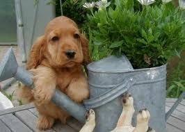 Epingle Par Toon Piti Sur Just Love The English Cocker Spaniel Cocker Cocker Anglais Chiot Cocker