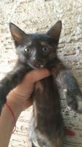 Ucretsiz Kedi Sahiplendirme Ilanlari