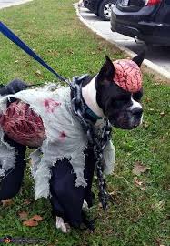 40 Amazing Zombie Costume Ideas Bored Art Dog Zombie Costume Dog Halloween Costumes Dog Halloween Costumes Funny
